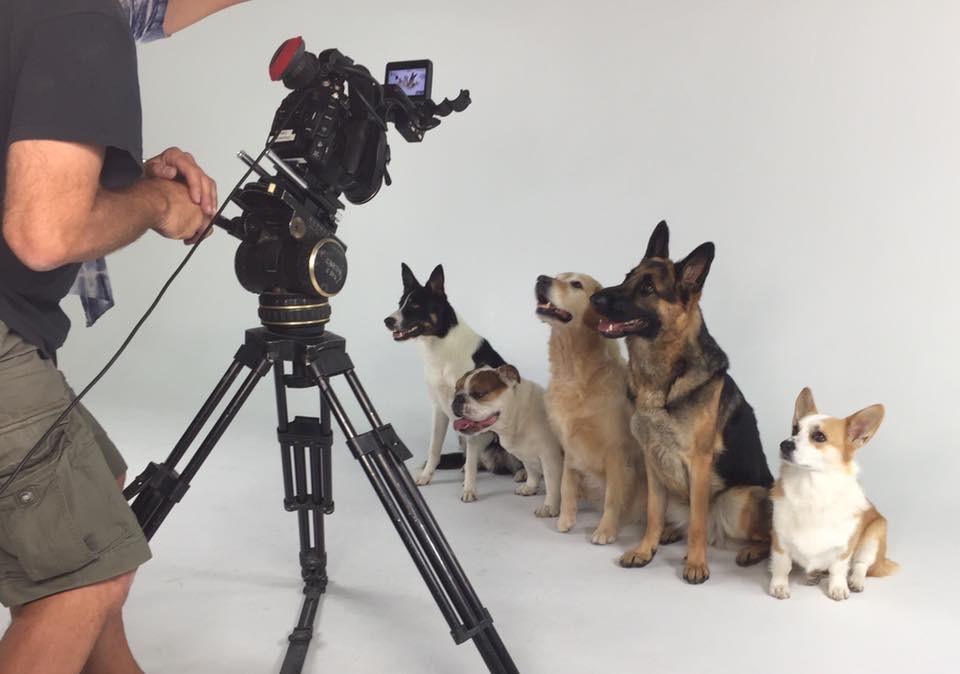 Dog Training for Movies & Commercials in Denver, CO Blue